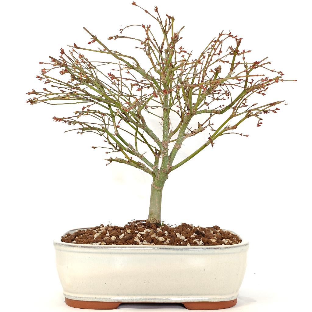 Japanse esdoorn 'Kiyohime' bonsai, Tuin en Terras, Planten | Bomen, In pot, Bloeit niet, Halfschaduw, Minder dan 100 cm
