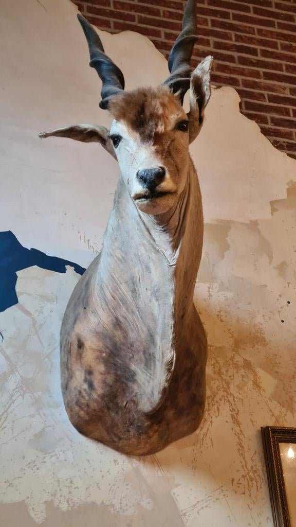 Kop hert / ree / eland opgezet, Enlèvement, Utilisé, Cerf