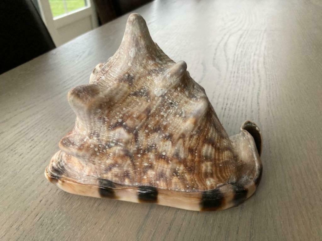 grosse coquille, Enlèvement ou Envoi, Coquillage(s)