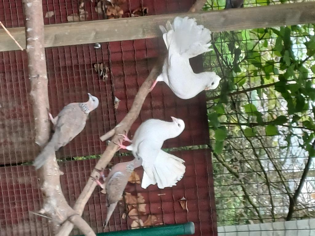 Te koop pauwstaartduif wit, Plusieurs animaux, Autres espèces
