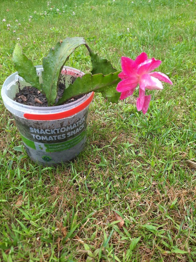Vetplant veelbloeier Disocactus phyllanthoides, Huis en Inrichting, Kamerplanten, Vetplant, Ophalen of Verzenden, Minder dan 100 cm