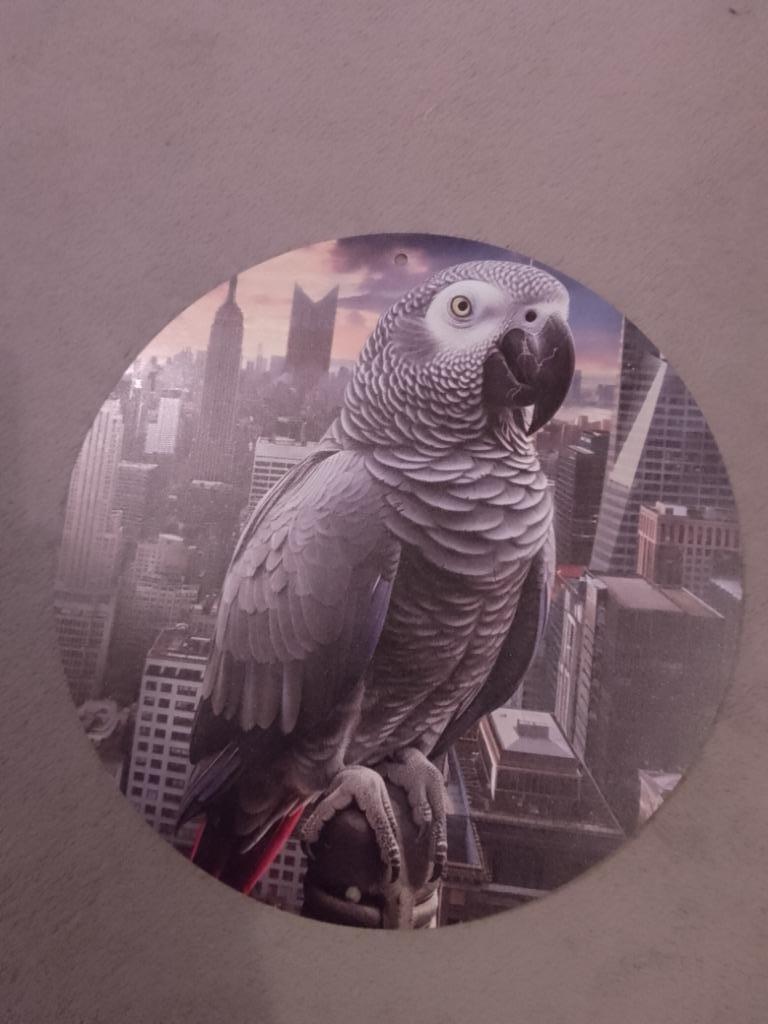 Metalen plaat grijze roodstaart papegaai, Dieren en Toebehoren, Papegaai