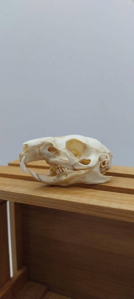 Crâne de cochon d'Inde cabinet de curiosités, Enlèvement ou Envoi, Crâne