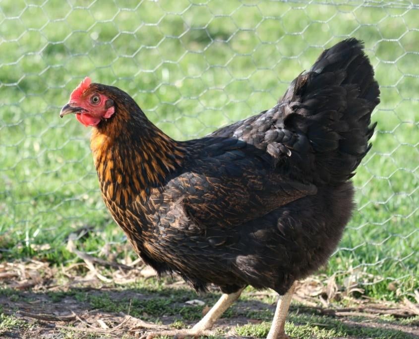 Legkippen jonge hennen ruime keuze beschikbaar, Vrouwelijk, Kip
