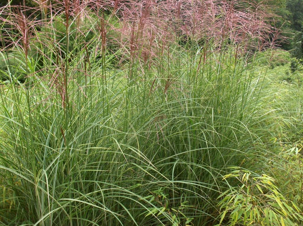 Siergras Miscanthus sinensis Morning Light Prachtriet, Ophalen, Volle zon, Vaste plant, Siergrassen