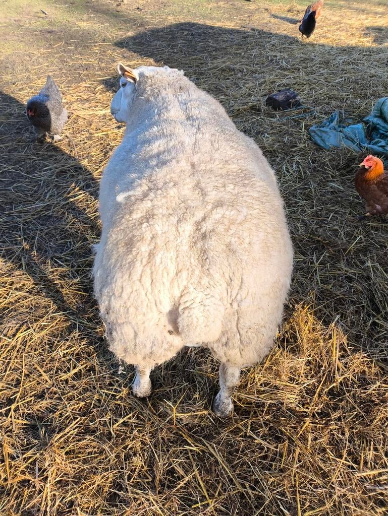 Livre Texel français vieux de 3 ans à vendre, Animaux & Accessoires, Moutons, Chèvres & Cochons