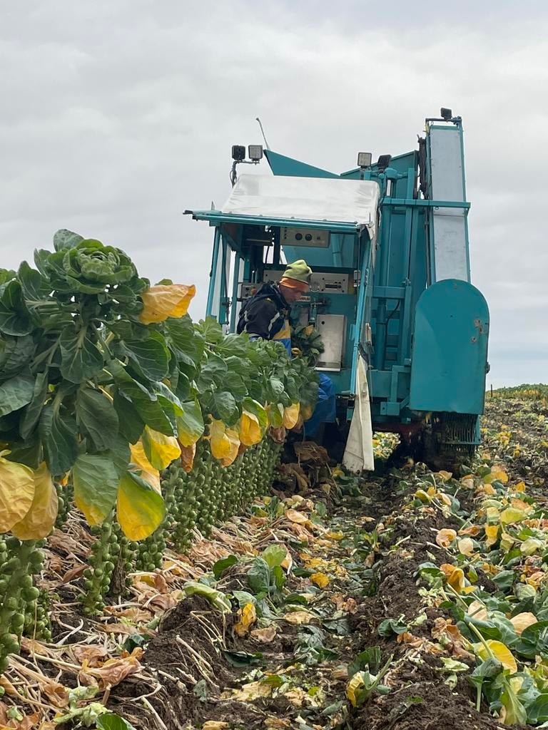 Spruitenplukker DEMAN, Zakelijke goederen, Landbouw | Werktuigen, Ophalen, Akkerbouw, Oogstmachine