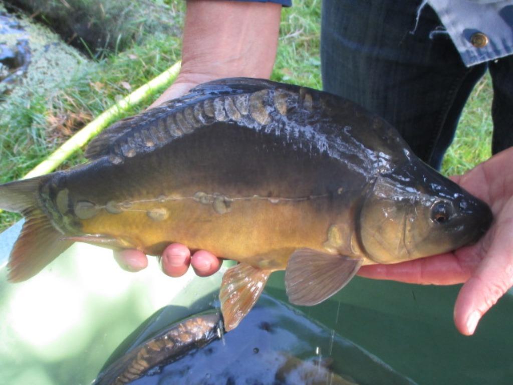 spiegelkarpers van 35/50 cm vanaf slechts 15 €/st., Karper of Koi