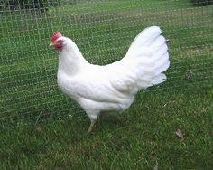 Witte leghorn, Dieren en Toebehoren, Vrouwelijk, Kip