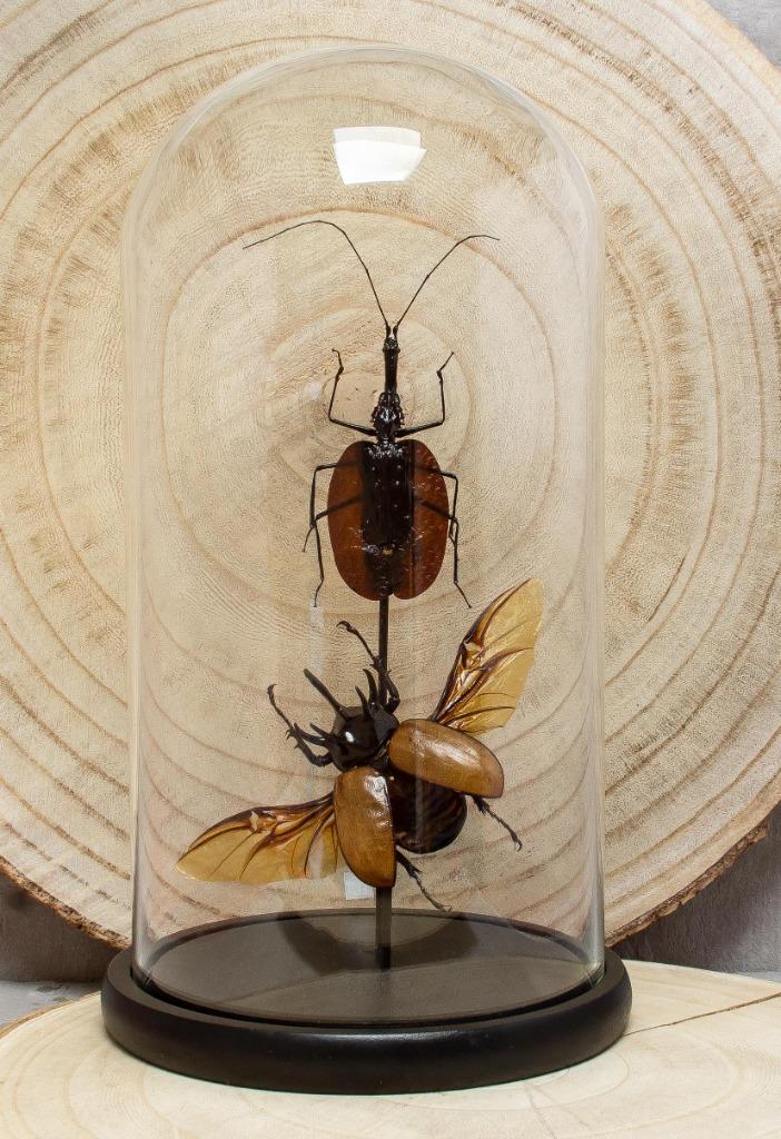 stolp met opgeztte kevers, Verzamelen, Ophalen, Nieuw, Insect, Opgezet dier