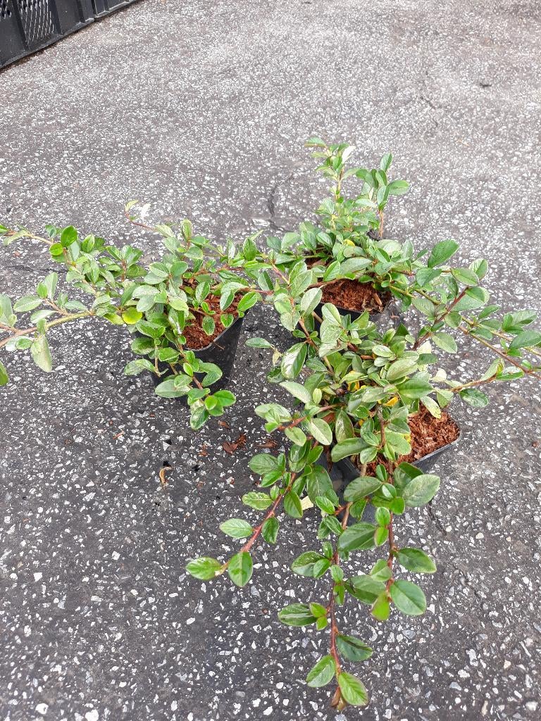 Plante couvre sol persistante, Jardin & Terrasse, Enlèvement, Couvre-sol