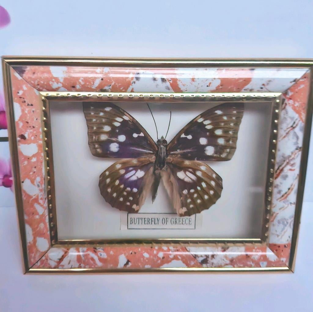 🦋 Empereur Butterfly 🦋, Enlèvement ou Envoi, Comme neuf, Autres, Animal empaillé