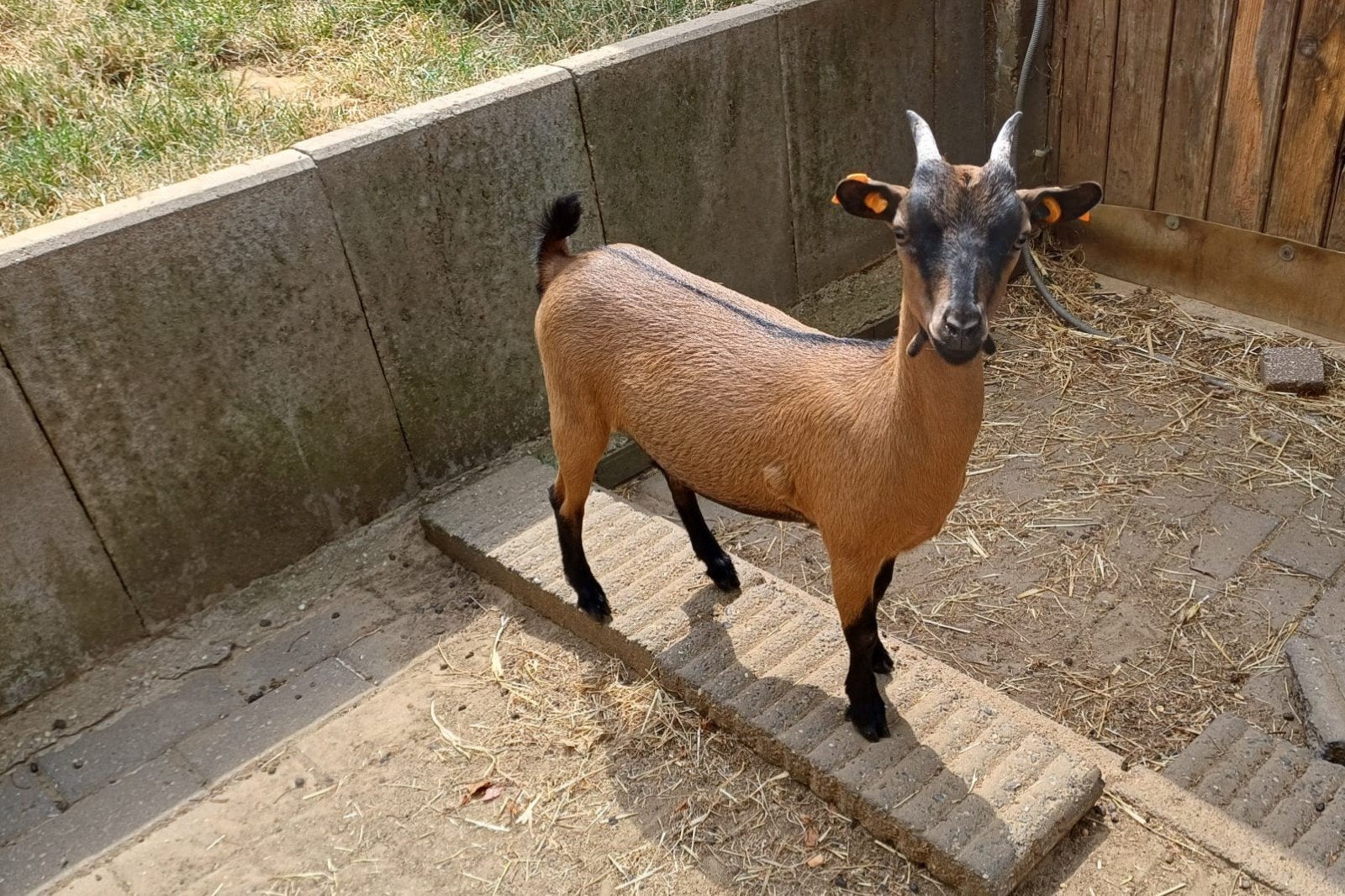 Dwerggeitje, Dieren en Toebehoren, Vrouwelijk, Geit, 0 tot 2 jaar