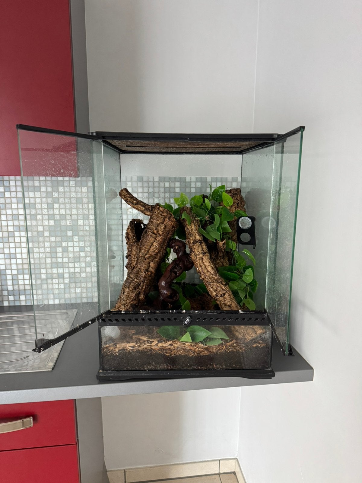 Gecko a crete et terrarium exo terra 45x45x60, Animaux & Accessoires, Enlèvement, Utilisé, Terrarium ou Paludarium