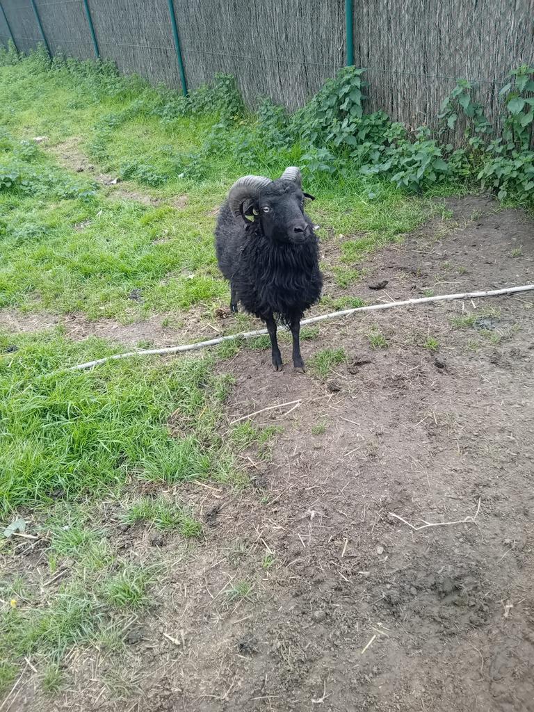 Ouessant zwart schaap te koop, Schaap