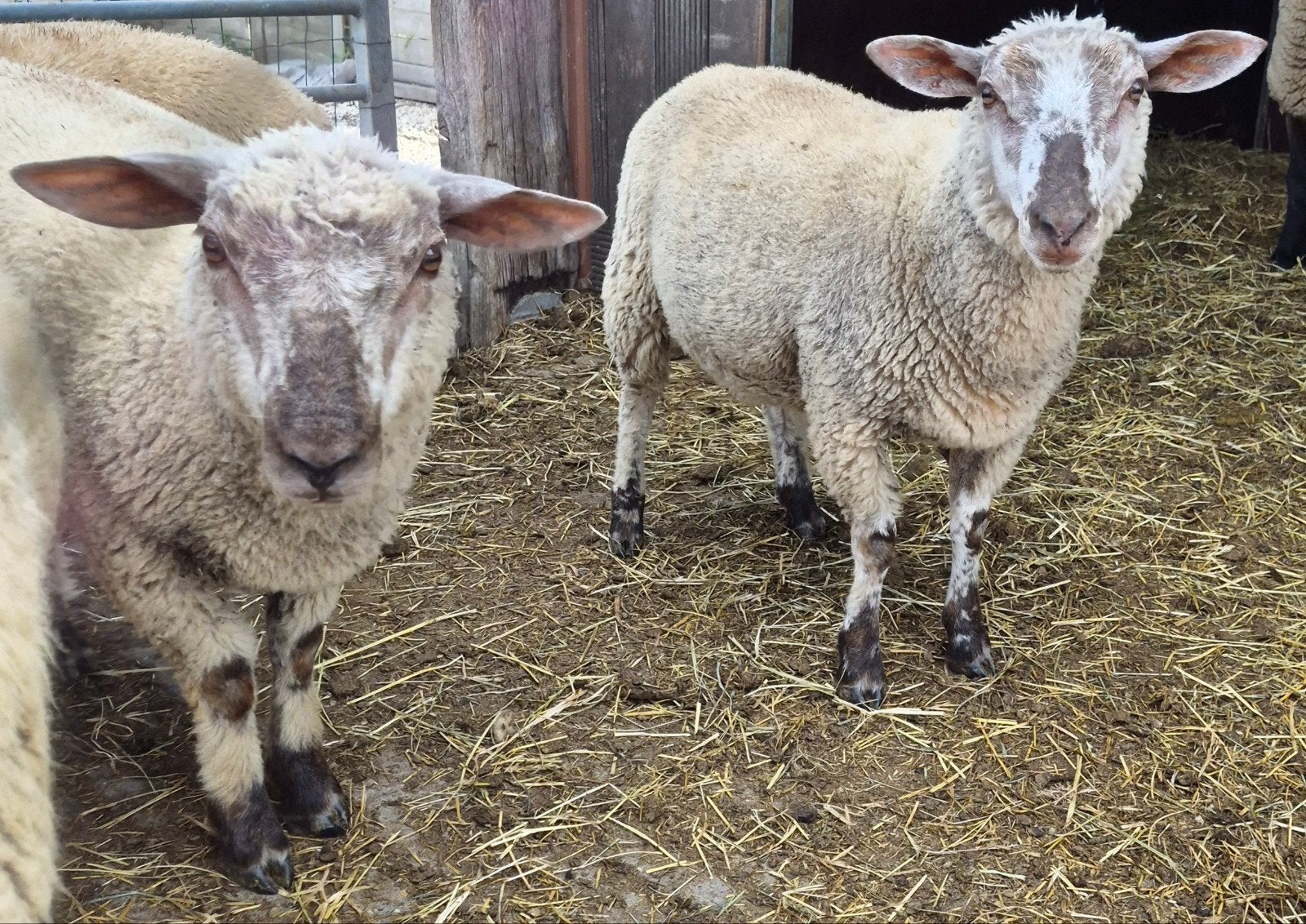 Dekrammen te koop, Dieren en Toebehoren, Schapen, Geiten en Varkens