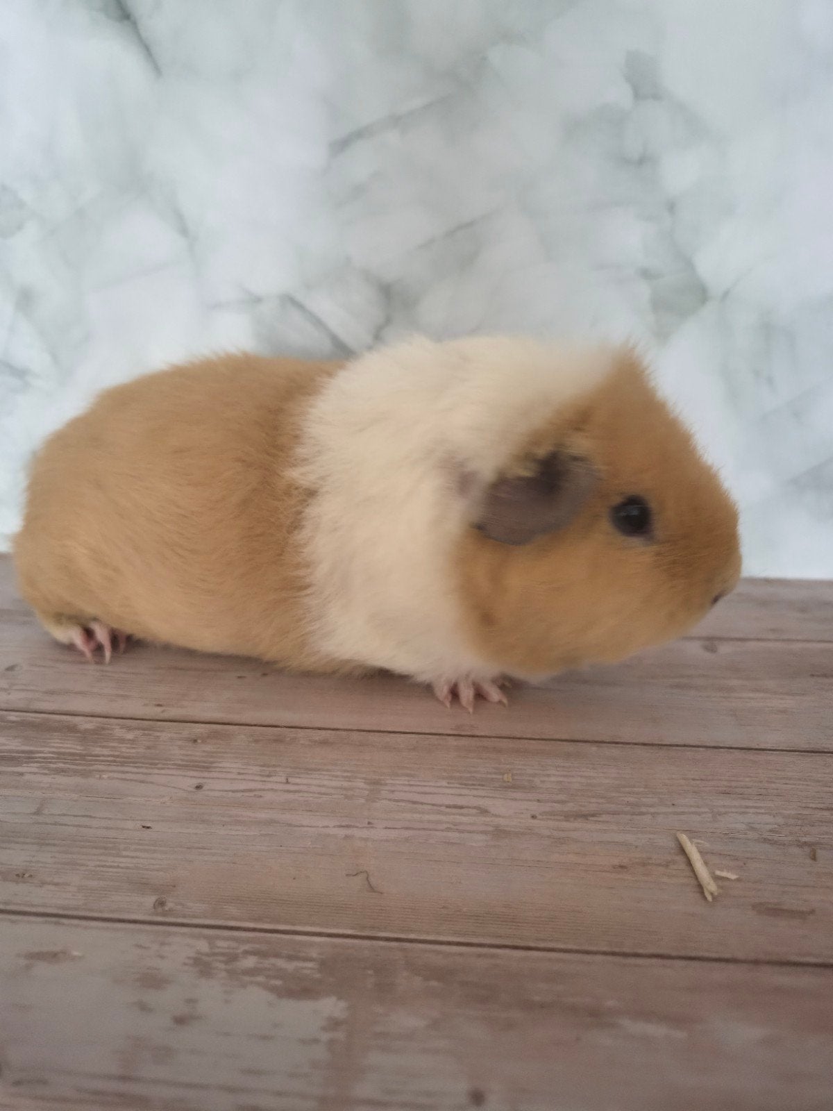 cavia beertje, Dieren en Toebehoren, Knaagdieren, Februari, Mannelijk, Cavia