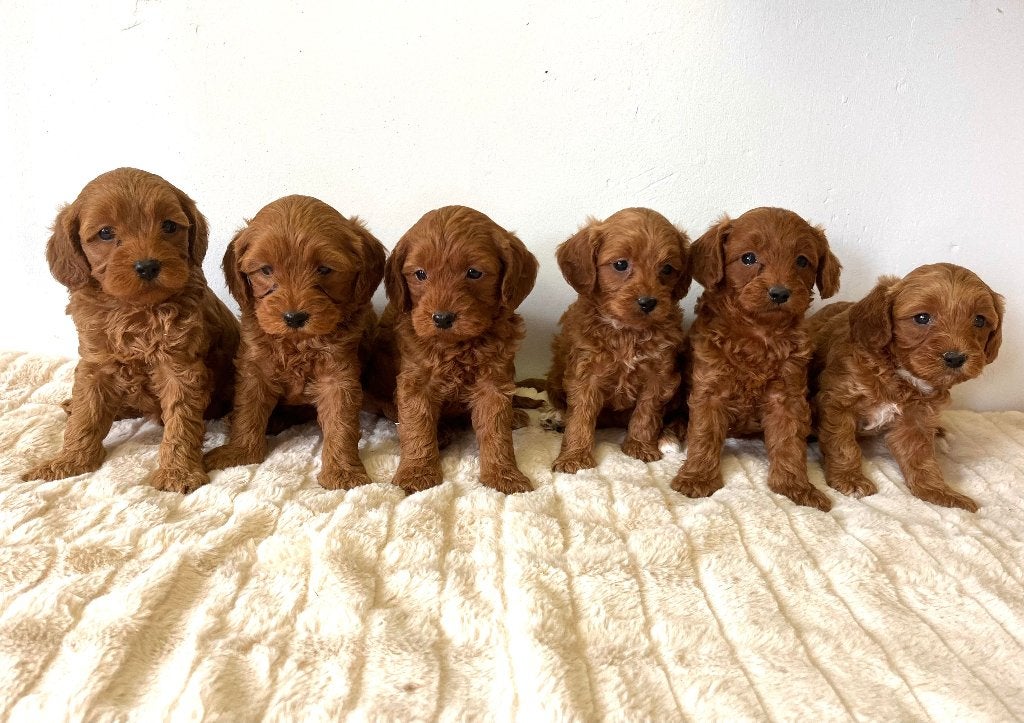 Chiots Cavapoo à vendre - Les deux parents sont présents, Animaux & Accessoires, Chiens | Sans pedigree, Maladie de Carré (chiens)