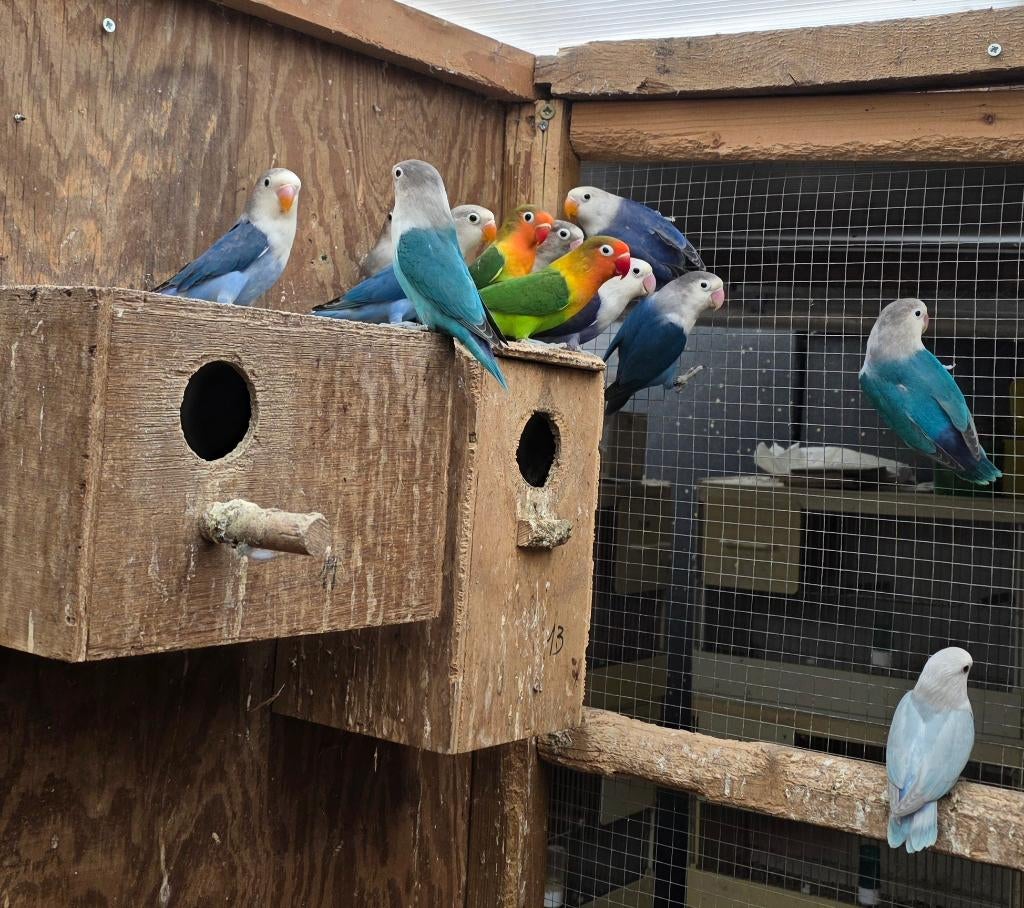 Fischeri's van 2026, Geslacht onbekend, Dwergpapegaai of Agapornis, Geringd