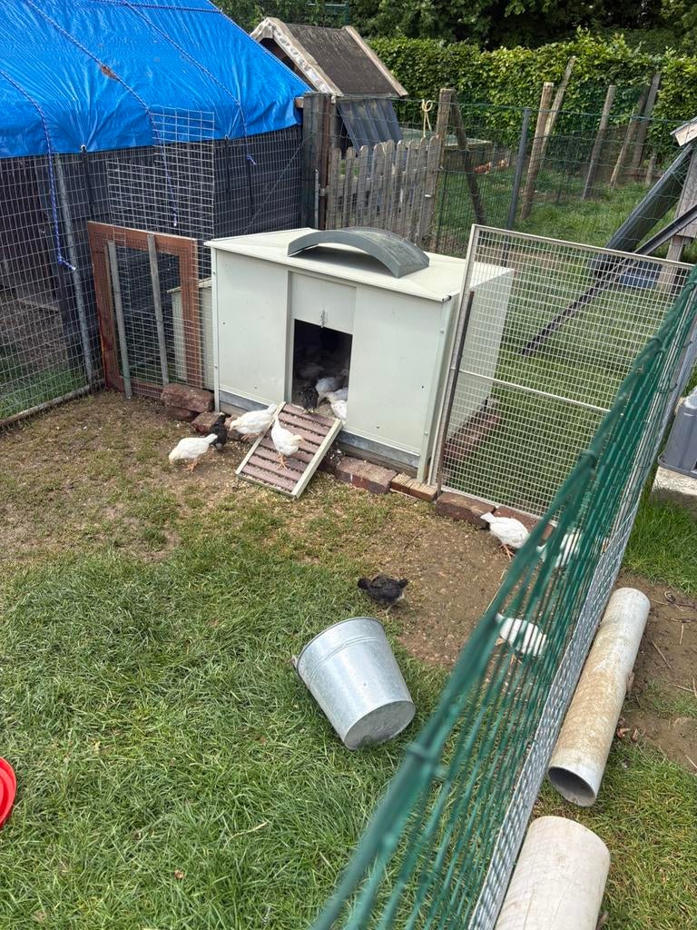 Legkip kuikens, Dieren en Toebehoren, Pluimvee, Vrouwelijk, Kip