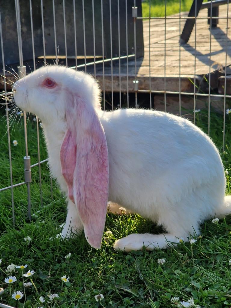 lapin bélier anglais blanc à réserver, Animaux & Accessoires, Animaux Autre, Avril