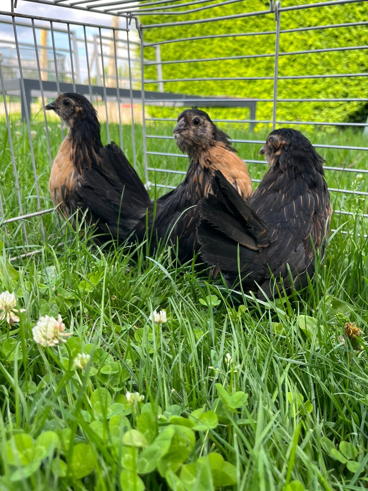 Kuikens Antwerpse baardkriel - hennen, Dieren en Toebehoren, Pluimvee