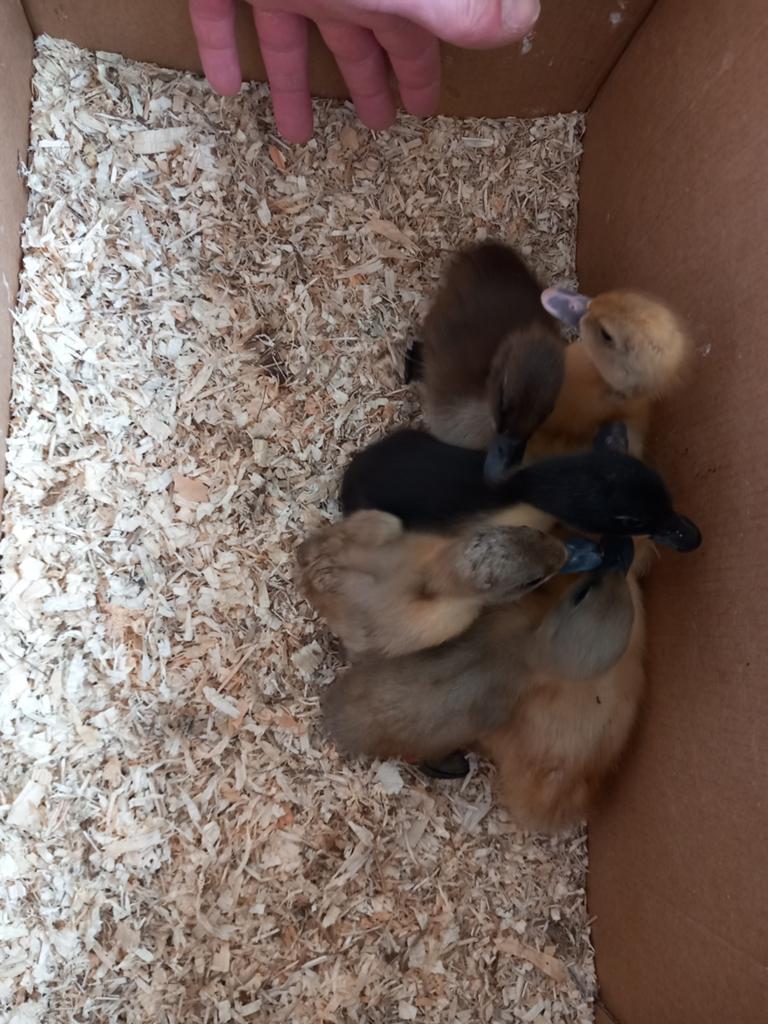 Eenden kuikens, Dieren en Toebehoren