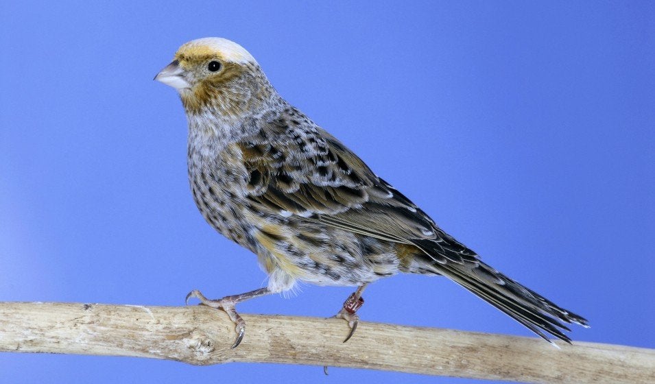 Canari