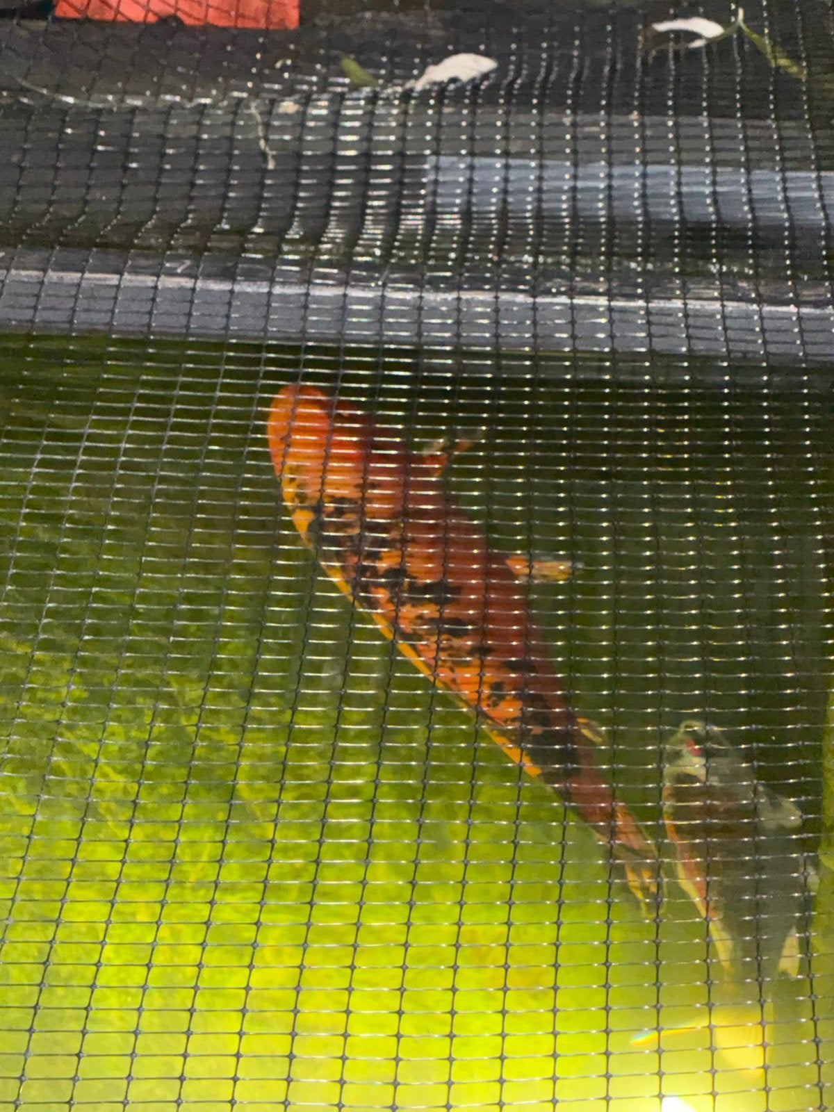 2x koi