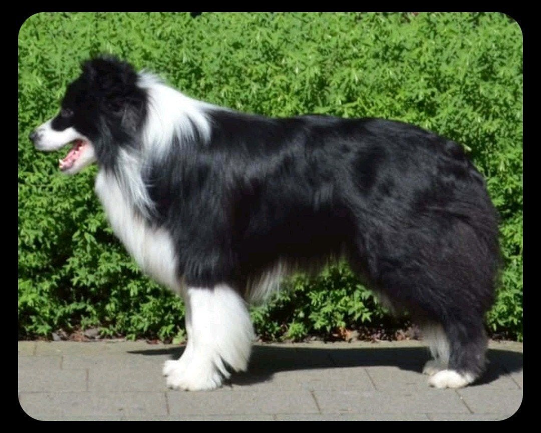 Border Collie pups groeien op in huis , ouders getest, Parvo, België, Fokker | Hobbymatig, 8 tot 15 weken