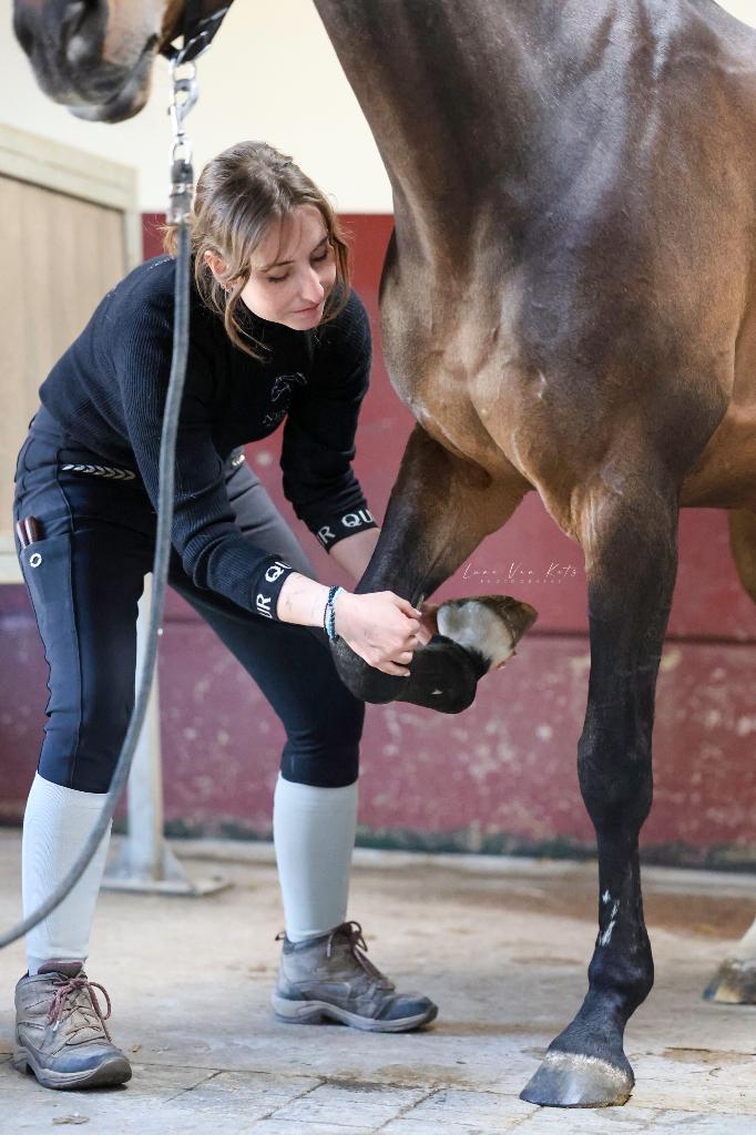 Paardenosteopaat, Dieren en Toebehoren, Paarden, B