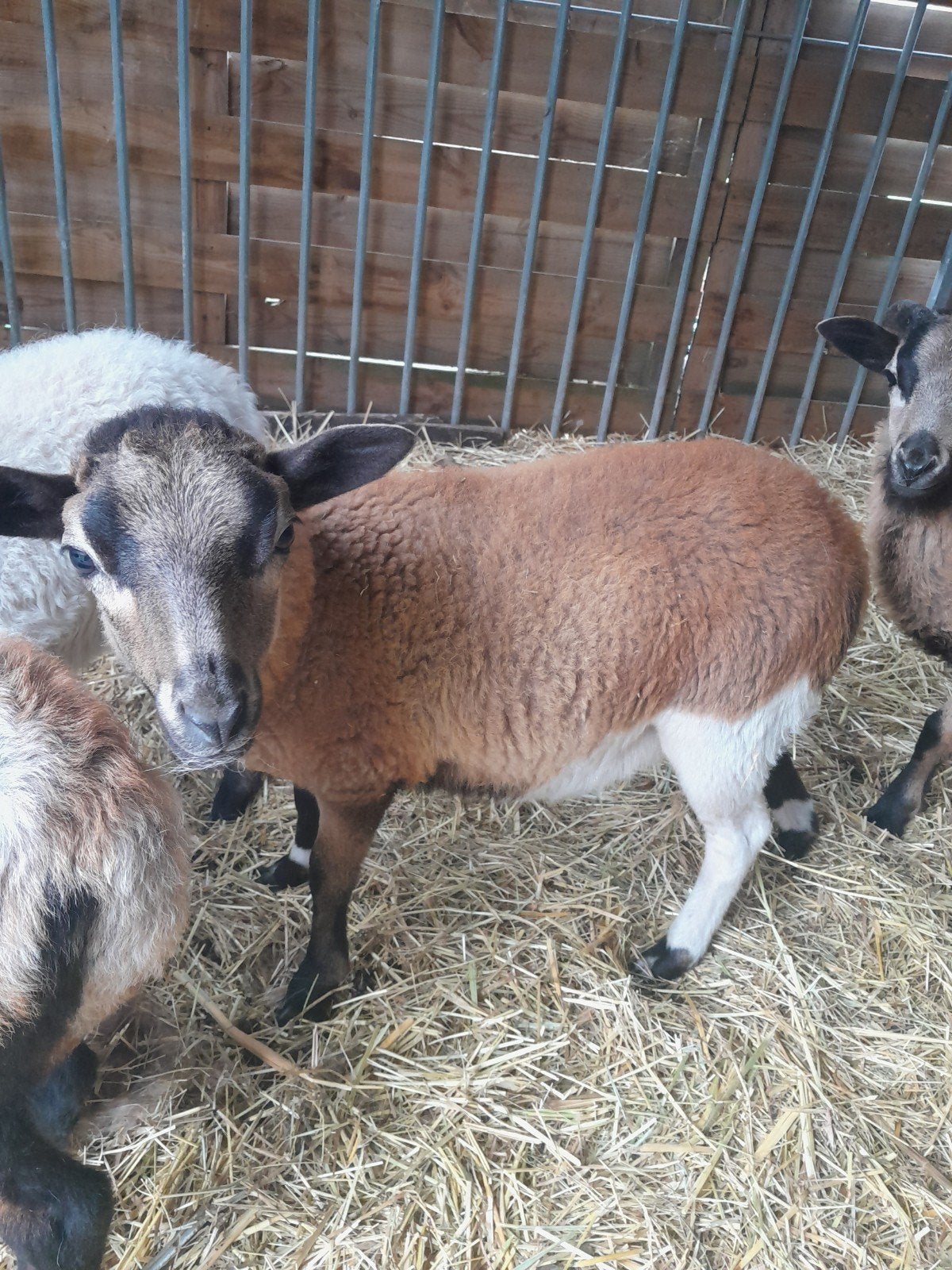 Kameroenschaap ooi, Dieren en Toebehoren, Vrouwelijk, Schaap, 0 tot 2 jaar