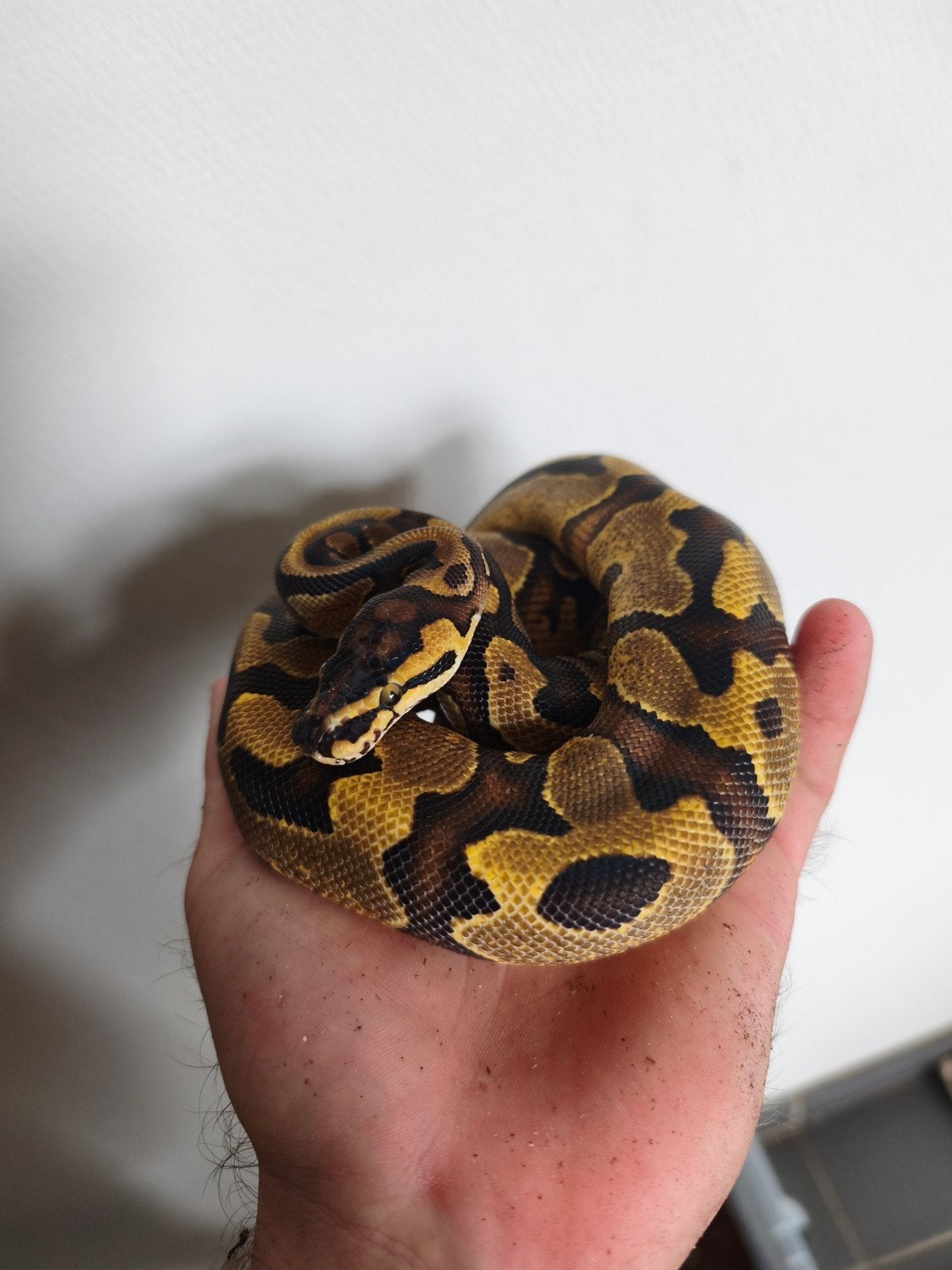 koningspython pastel man tekoop van 2025 tekoop of te ruil Ball Python photo 3