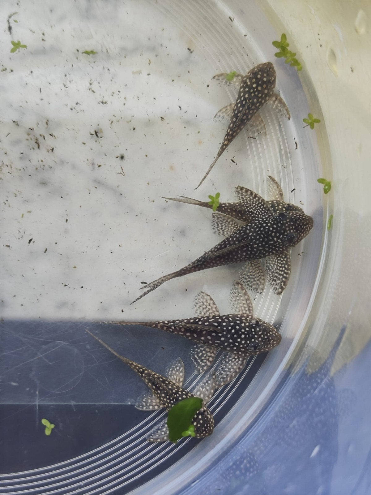 L136c en met C gen, Dieren en Toebehoren, Vissen | Aquariumvissen