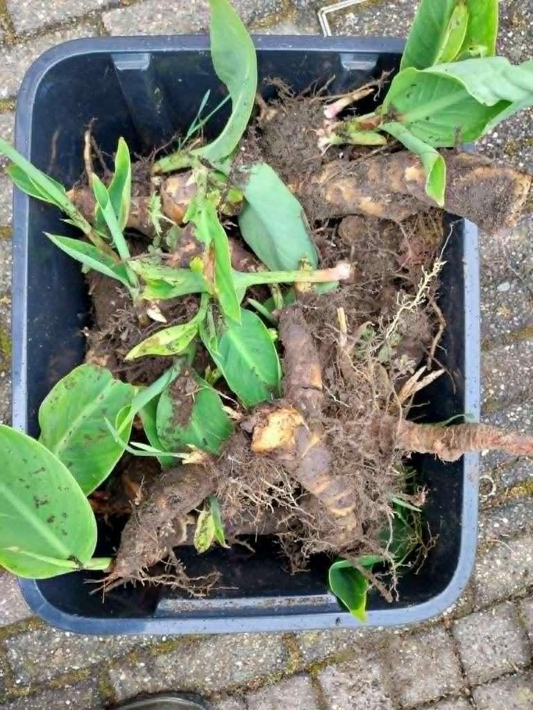 canna's wortelstokken van de rode canna, Tuin en Terras, Bloembollen en Zaden, Wortelstok, Voorjaar, Volle zon, Ophalen