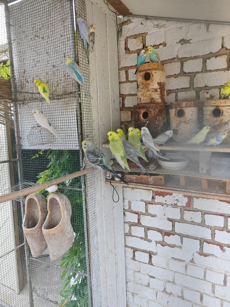 Parkieten, Plusieurs animaux, Perruche