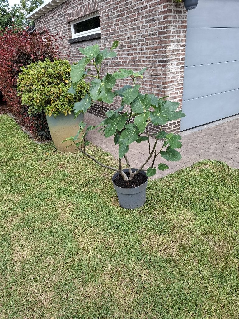 Vijgenstruik, Tuin en Terras, Planten | Fruitbomen, Ophalen, In pot, Vijgenboom