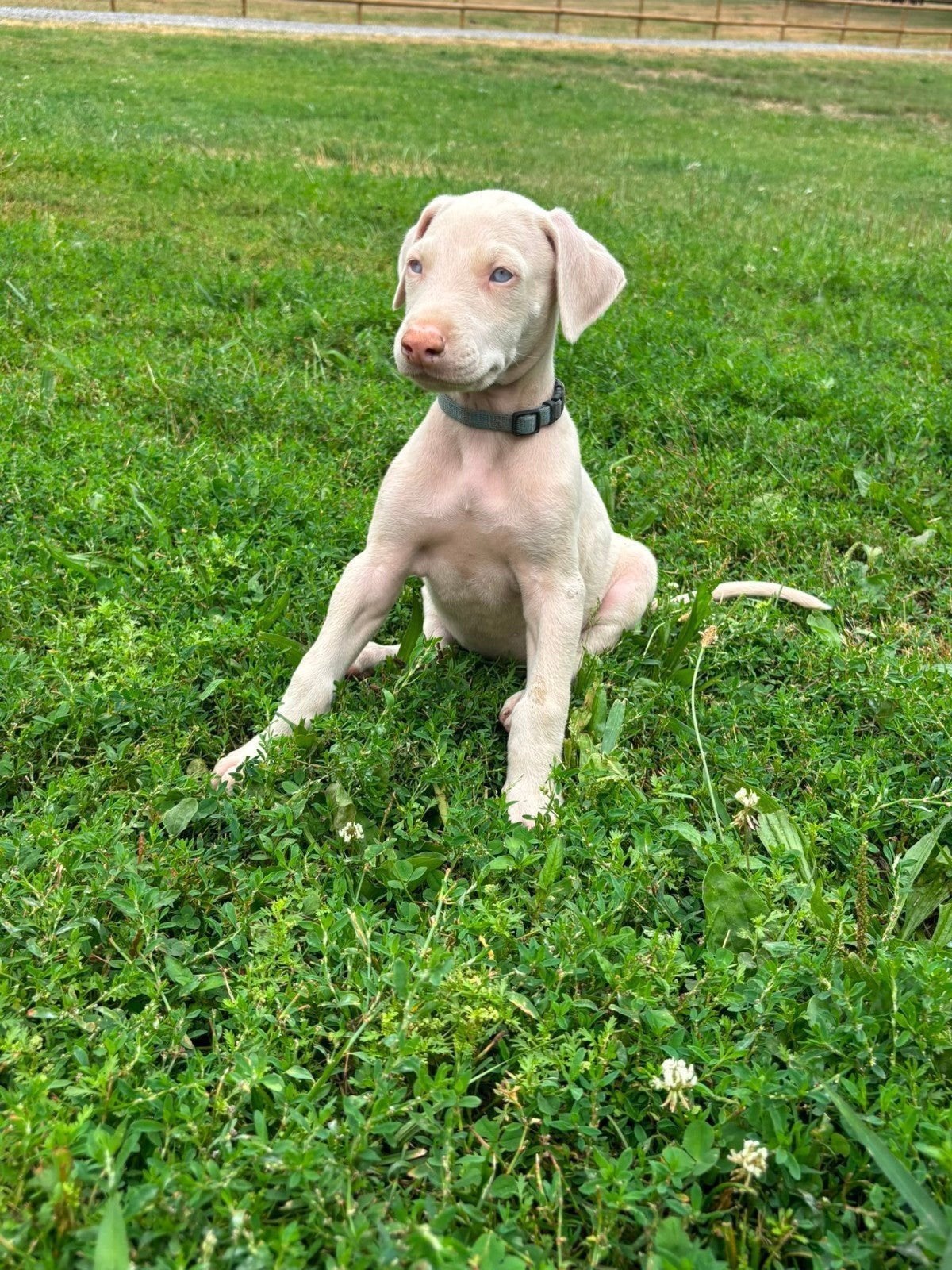 Dobermann pup, Dieren en Toebehoren, Honden | Retrievers, Spaniëls en Waterhonden, België, Fokker | Hobbymatig, Overige rassen
