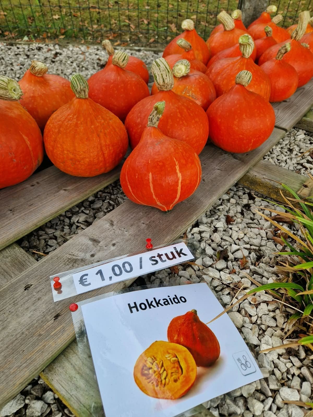 pompoenen (eet en sier), Ophalen