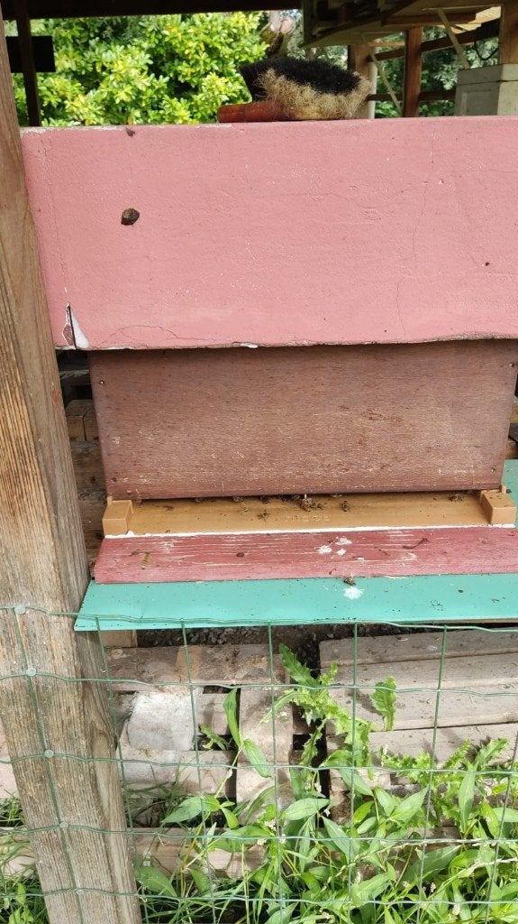 Ruche + colonie complète, Animaux & Accessoires, Insectes & Araignées, Abeilles