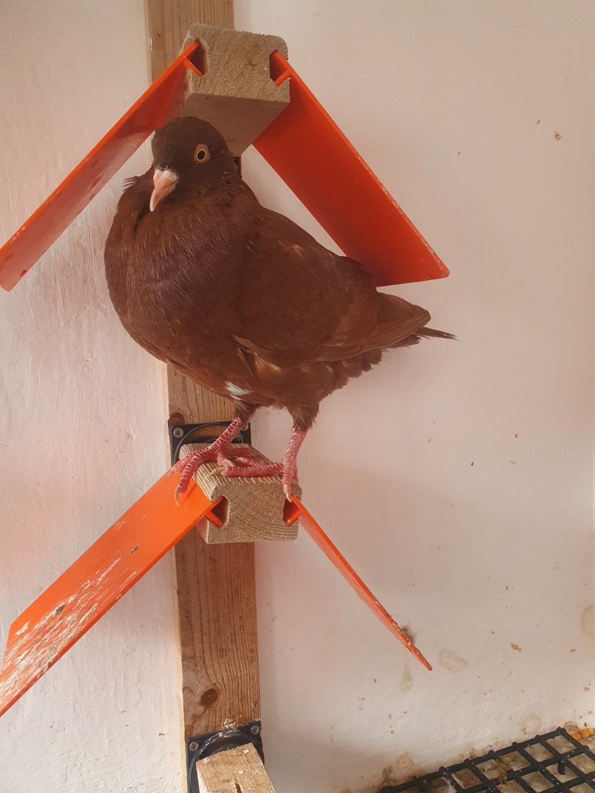sierduif, Dieren en Toebehoren