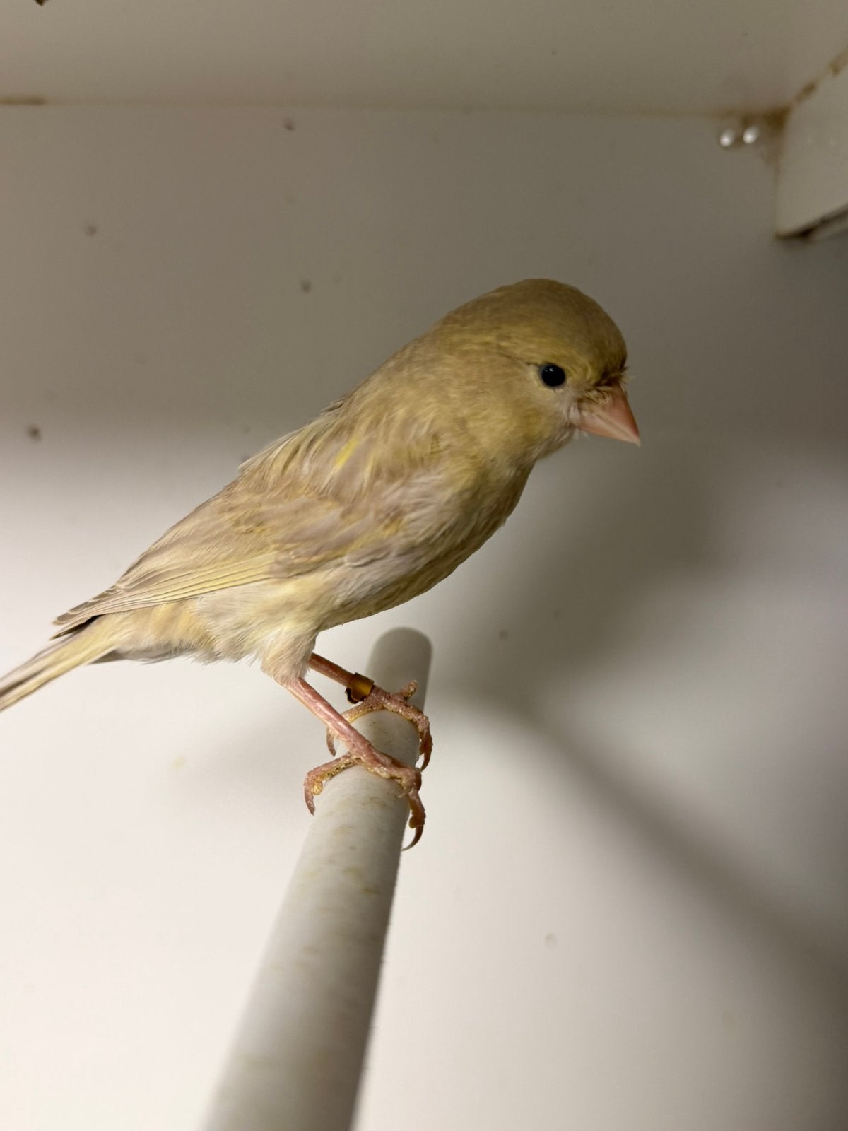 Kanaries 2026, Animaux & Accessoires, Oiseaux | Canaris, Sexe inconnu, Canari de couleur