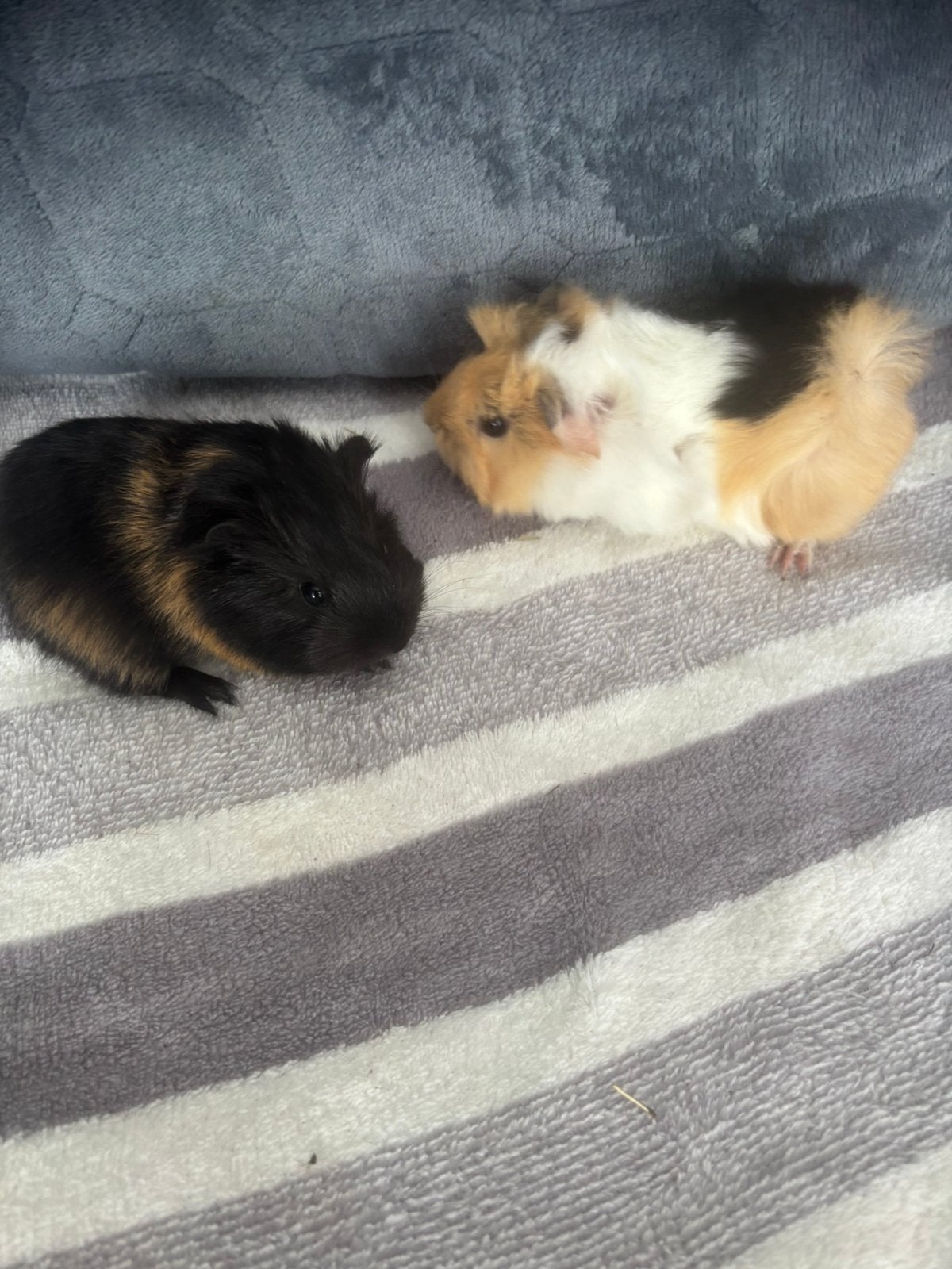 2 cavia zeugjes beschikbaar voor reservering, Septembre, Femelle, Cobaye