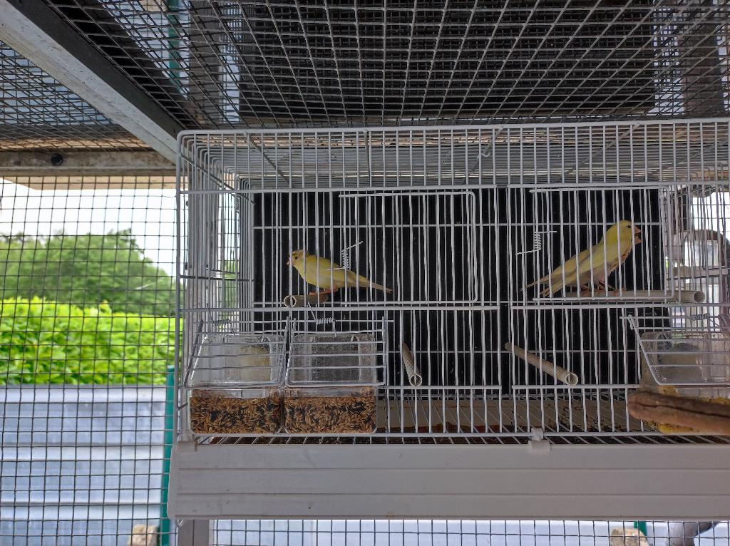 Kanaries vogel, Sexe inconnu, Canari de couleur