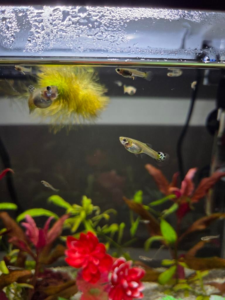 Guppy, Dieren en Toebehoren, Vissen | Aquariumvissen