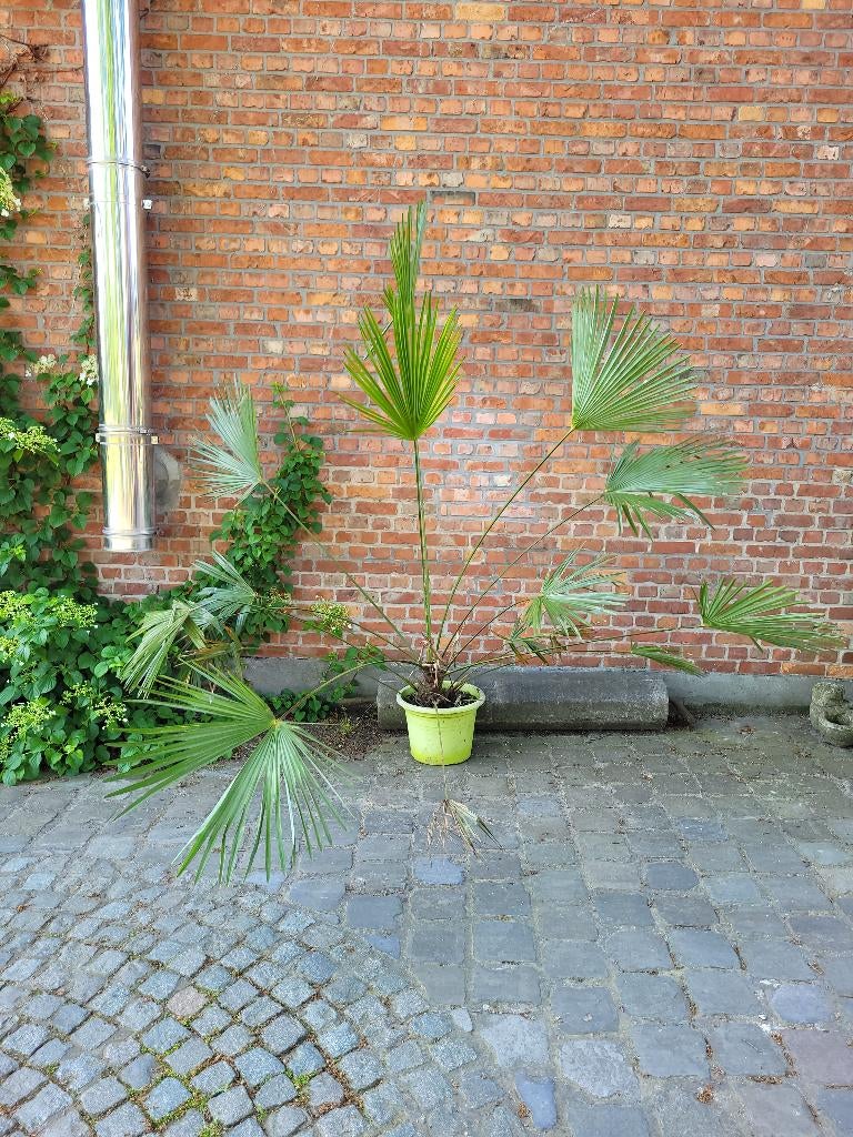 Trachycarpus fortunei - Stam 20 cm, Lente, 100 tot 250 cm, Palmboom, Ophalen