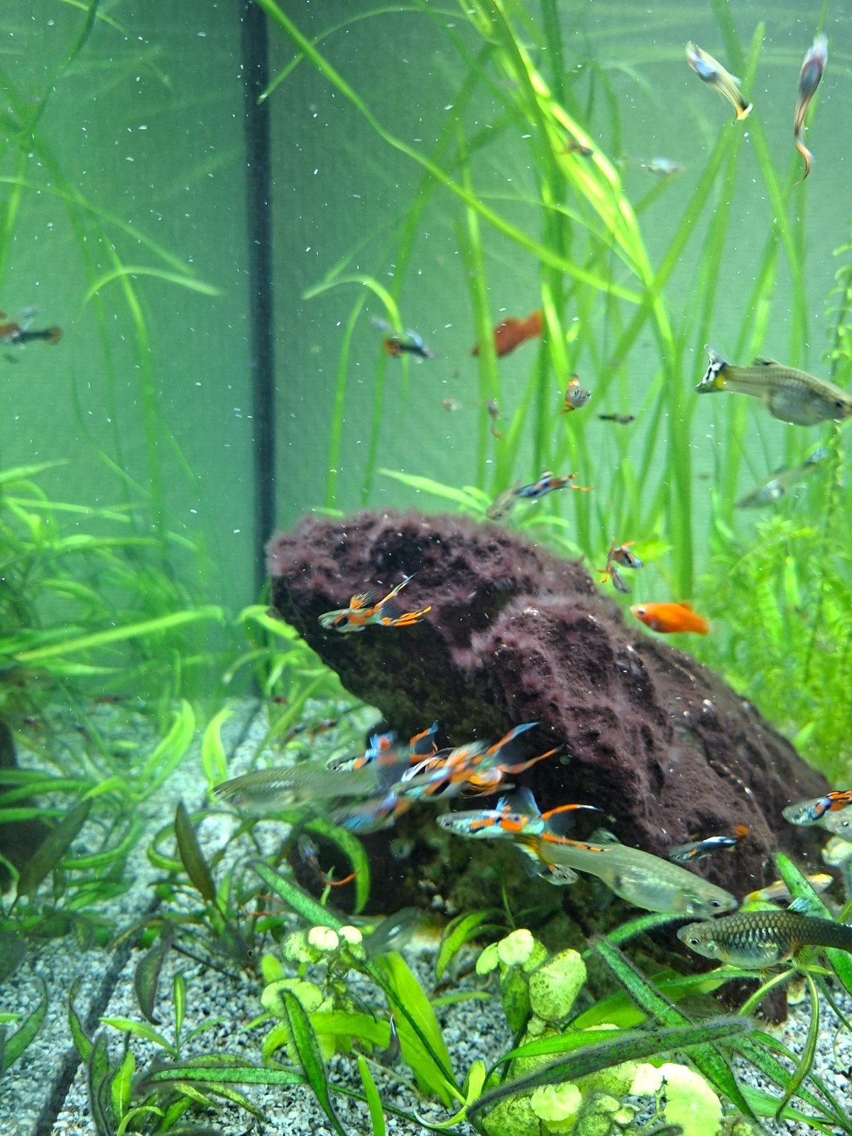 mooie guppy's