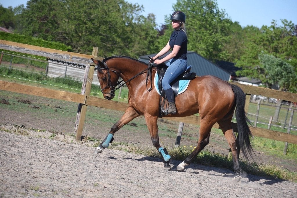 Knappe, vrolijke, 6 jarige ruin, Dieren en Toebehoren, Minder dan 160 cm, Ruin, 3 tot 6 jaar, Recreatiepaard