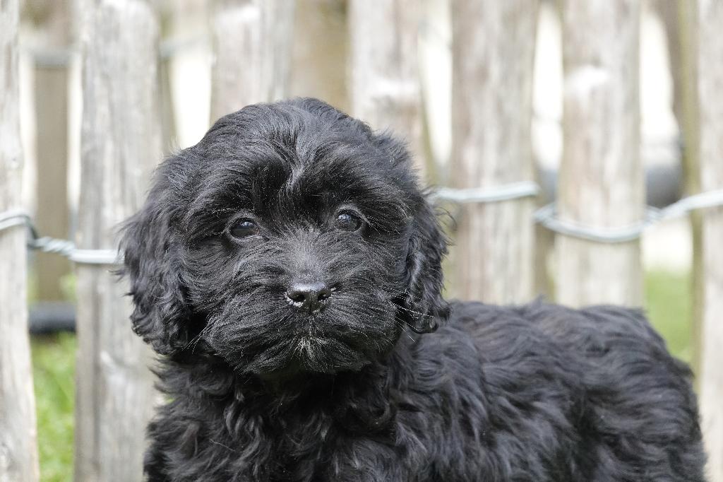 Beaux chiots Cockapoo noirs, Autres races, Plusieurs, Hépatite contagieuse (maladie de Rubarth), Belgique