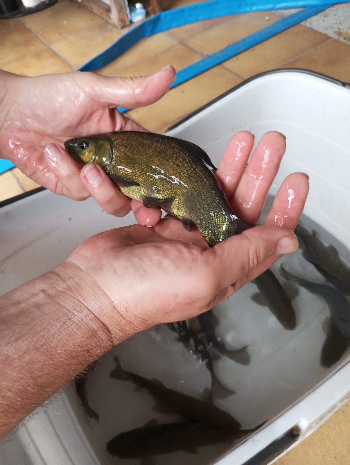Zeeltjes dokter van de vijver ongeveer 20 cm, Watersport en Boten, Ophalen